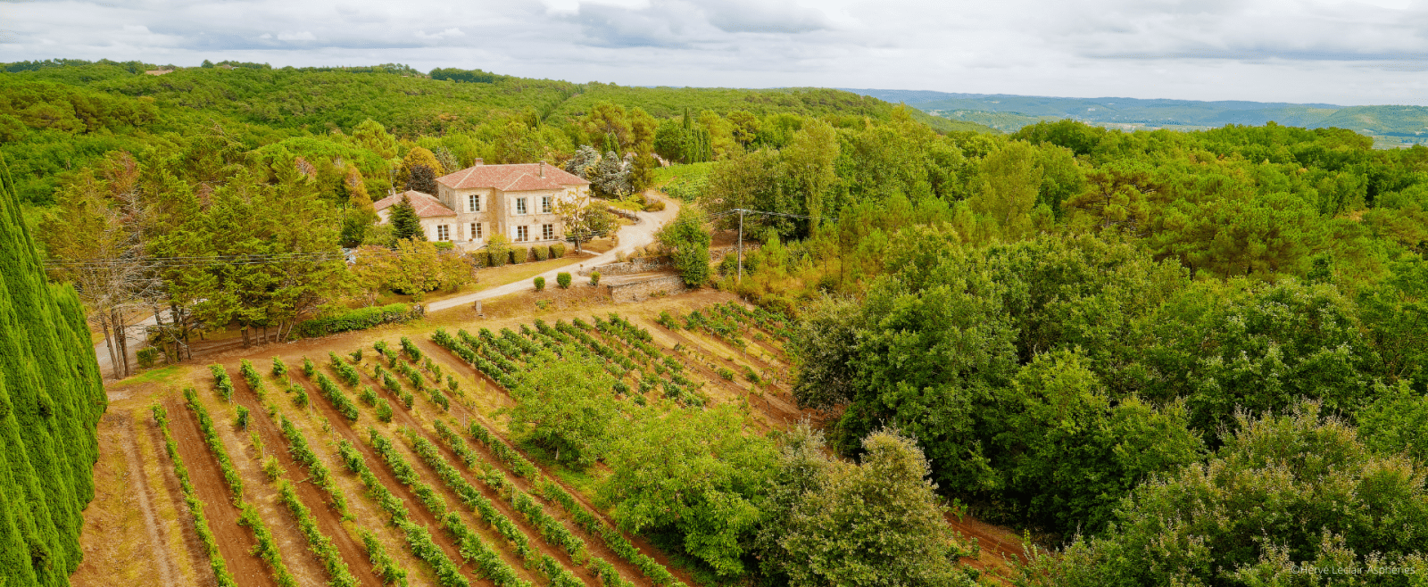 Vignoble